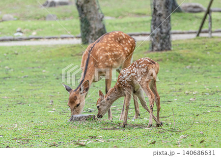 鹿の親子　奈良公園　 140686631