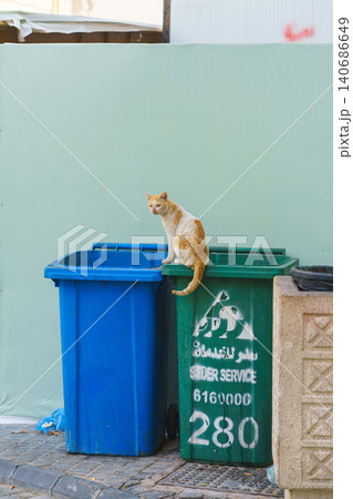 Jeddah, Saudi Arabia- Mar 08 2023, stray ginger cat sitting on bins for separate waste collection in Jeddah, Saudi Arabia Jeddah, Saudi Arabia- Mar 08 2023, stray ginger cat sitting on bins for separate waste collection in Jeddah, Saudi Arabia 140686649