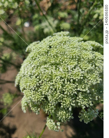 人参の花 人参の花 140686880