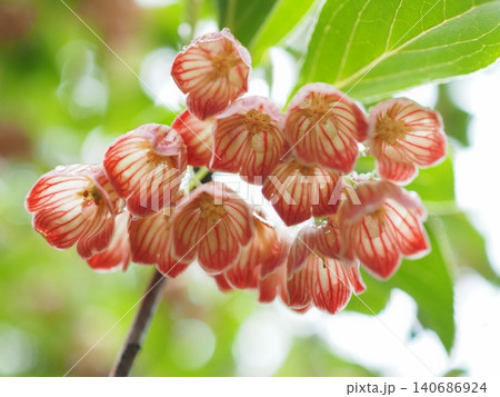 下から見るサラサドウダンツツジの花(20260523143643) 下から見るサラサドウダンツツジの花(20260523143643) 140686924