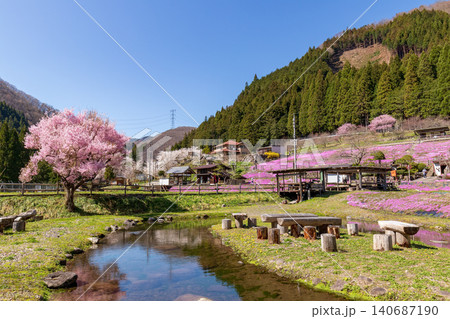 満開の芝桜のある風景 (4月 晴れ) 満開の芝桜のある風景 (4月 晴れ) 140687190