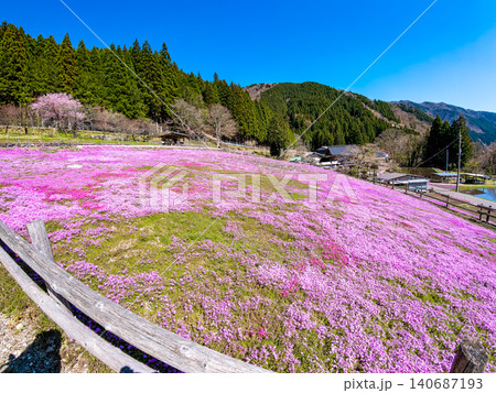 満開の芝桜のある風景 (4月 晴れ) 満開の芝桜のある風景 (4月 晴れ) 140687193