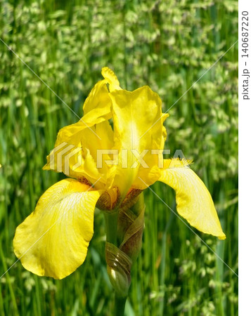 Close up of yellow bearded iris flower in Ukraine 140687220