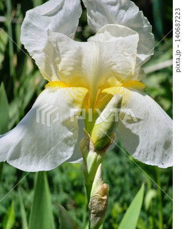 White bearded iris flower close up in Ukraine White bearded iris flower close up in Ukraine 140687223