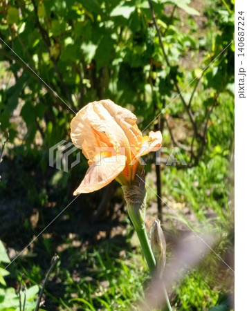 Peach colored Iris germanica flower in garden in Ukraine Peach colored Iris germanica flower in garden in Ukraine 140687224