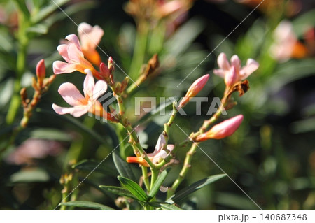 Beautiful yellow flowers closeup picture plants beauty in nature closeup picture flowers garden yellow flowers. Beautiful yellow flowers closeup picture plants beauty in nature closeup picture flowers garden yellow flowers. 140687348