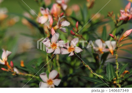 Beautiful yellow flowers closeup picture plants beauty in nature closeup picture flowers garden yellow flowers. Beautiful yellow flowers closeup picture plants beauty in nature closeup picture flowers garden yellow flowers. 140687349