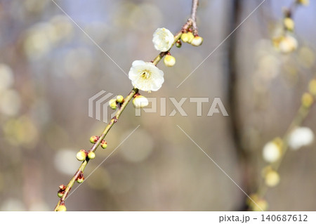 爽やか 白梅 シダレウメの花 爽やか 白梅 シダレウメの花 140687612