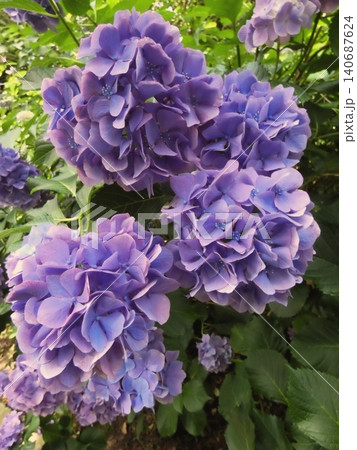 紫色に咲くアジサイの花のクローズアップ 夏の風景 140687624
