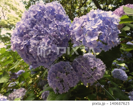 八重咲きの花が美しいアジサイのクローズアップ 八重咲きの花が美しいアジサイのクローズアップ 140687625