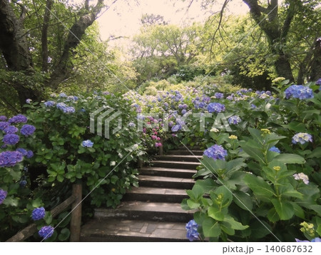 紫陽花に囲まれた階段と初夏の散策路 140687632