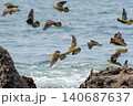 海岸上空を飛翔するアオバトの群れ 140687637