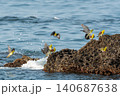 磯場に集まるアオバトと波しぶき 140687638