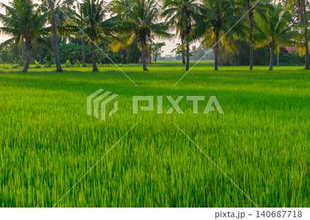 Vibrant green rice field bordered by tropical palm trees under warm sunlight showcasing fertile farmland rural landscape agricultural beauty 140687718