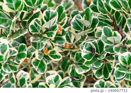 Dense variegated green cream leaves forming vibrant natural texture background showcasing ornamental foliage freshness decorative garden beauty Dense variegated green cream leaves forming vibrant natural texture background showcasing ornamental foliage freshness decorative garden beauty 140687731