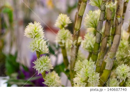 Elegant white dendrobium orchid clusters blooming along green stems soft background highlighting floral beauty tropical charm ornamental gardening Elegant white dendrobium orchid clusters blooming along green stems soft background highlighting floral beauty tropical charm ornamental gardening 140687740