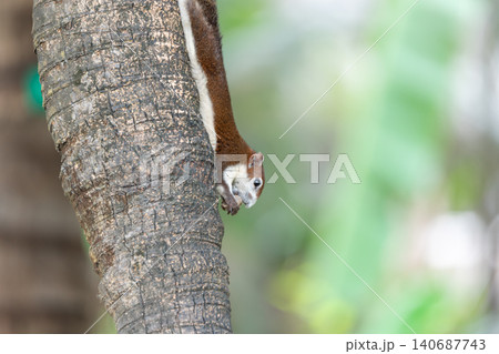 Brown squirrel clinging to tree trunk soft green background wildlife behavior natural habitat copy space for nature conservation themes Brown squirrel clinging to tree trunk soft green background wildlife behavior natural habitat copy space for nature conservation themes 140687743