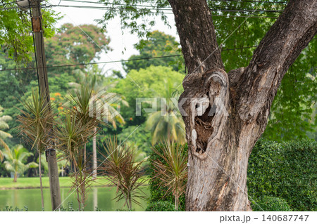 Large hollow tree trunk resembling an elephant head or Ganesha figure tropical garden beside pond highlighting natural shapes visual symbolism 140687747