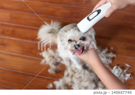 Small dog receiving grooming electric clippers at home pet care session showing hygiene maintenance comfort professional grooming service 140687749