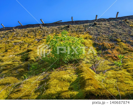 茅葺き屋根に自生する新緑の若葉の植物と美しい苔 自然の生命力とサステナビリティ 140687874