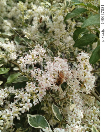 満開の花とハチ 満開の花とハチ 140687881