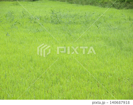 青々とした草地 青々とした草地 140687918