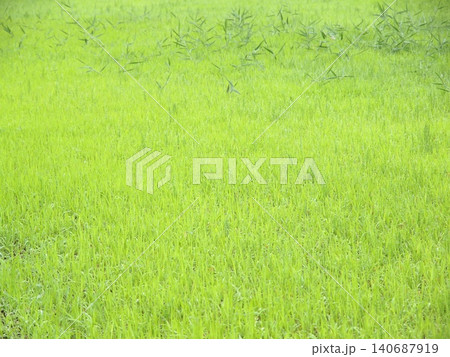 青々とした草地 青々とした草地 140687919