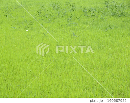 青々とした草地 140687923