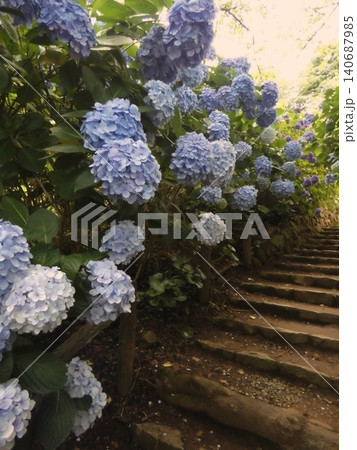青いアジサイが彩る石段の風景 140687985