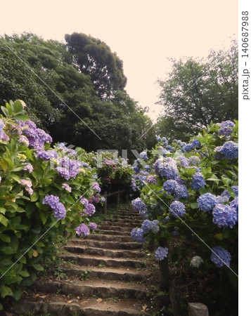 紫陽花に囲まれた山道の石階段 紫陽花に囲まれた山道の石階段 140687988