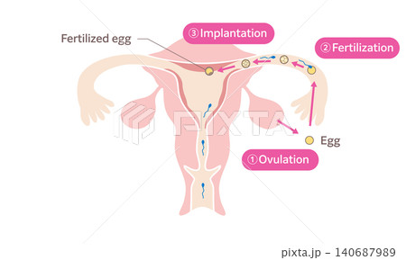 Human Fertilization and Implantation Diagram Human Fertilization and Implantation Diagram 140687989