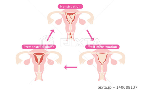 Menstrual Cycle Phases Diagram Menstrual Cycle Phases Diagram 140688137