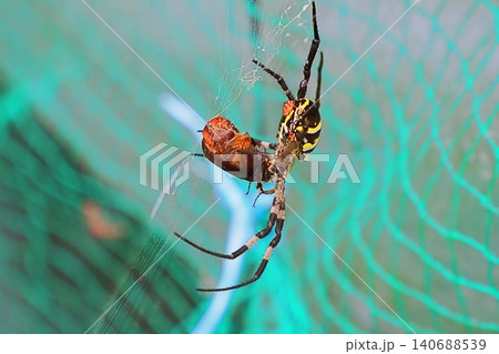 コガネムシの仲間を捕食中のコガネグモ コガネムシの仲間を捕食中のコガネグモ 140688539