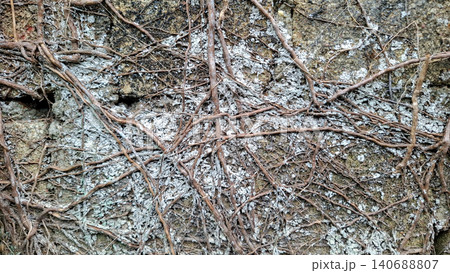 Spreading Dry Tree Roots on White Lichen Covered Brick Wall 140688807