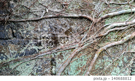 Creeping Vine Roots and Old Rusty Mesh Fence on Mossy Wall 140688812