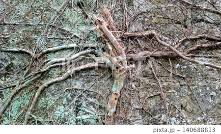Tangled Dry Tree Roots Growing Through Rusty Wire Grid Fence Tangled Dry Tree Roots Growing Through Rusty Wire Grid Fence 140688813