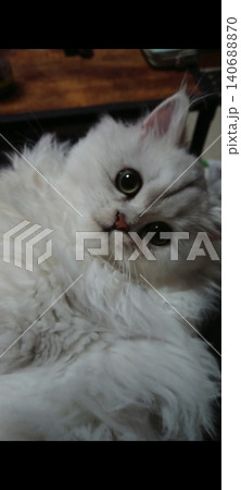 白い猫 140688870