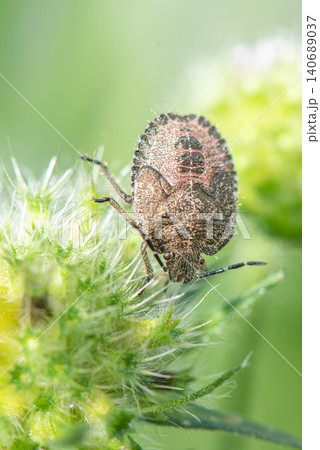 模様が鮮明になってきたブチヒゲカメムシの幼虫 模様が鮮明になってきたブチヒゲカメムシの幼虫 140689037