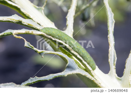 モンシロチョウの幼虫 アオムシ モンシロチョウの幼虫 アオムシ 140689048