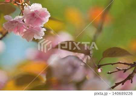 前ボケに包まれた八重桜 前ボケに包まれた八重桜 140689226