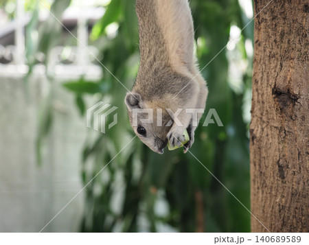 Squirrel tree wildlife animal fur curious squirrel hanging upside down on tree trunk Squirrel tree wildlife animal fur curious squirrel hanging upside down on tree trunk 140689589