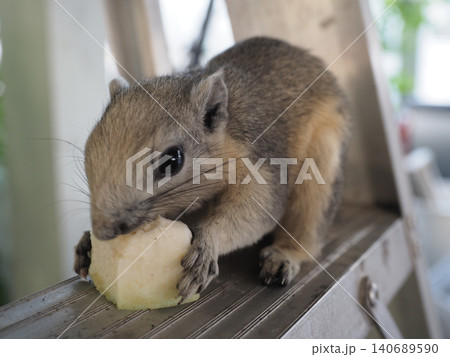 Small rodent, animal, eating, fruit, close up cute mammal holding snack 140689590