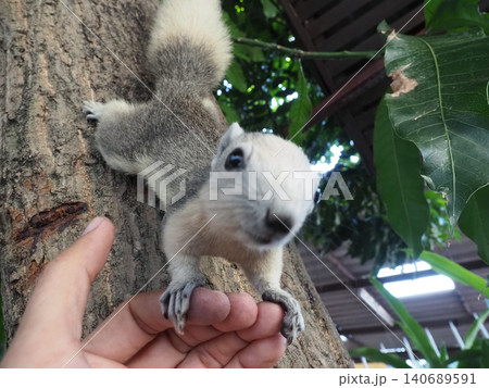 Squirrel, hand, tree, white, animal approaching human finger on trunk Squirrel, hand, tree, white, animal approaching human finger on trunk 140689591