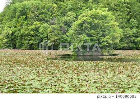 沼に咲く睡蓮花 沼に咲く睡蓮花 140690088