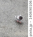 玄関の前にいつもの鳩 140690106