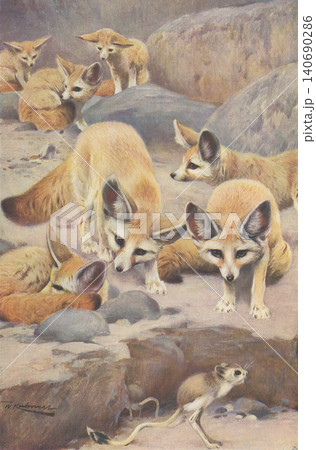アンティークイラスト 動物図鑑 フェネック アンティークイラスト 動物図鑑 フェネック 140690286
