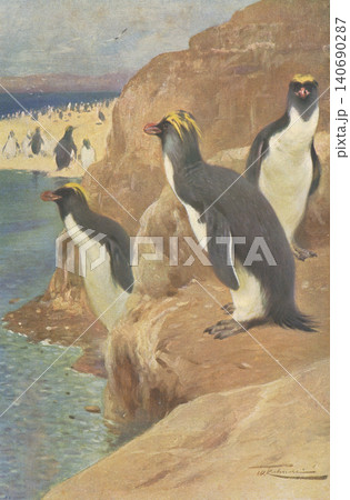 アンティークイラスト 動物図鑑 イワトビペンギン アンティークイラスト 動物図鑑 イワトビペンギン 140690287