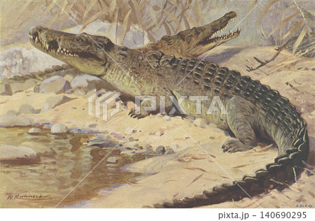 アンティークイラスト 動物図鑑 ワニ アンティークイラスト 動物図鑑 ワニ 140690295
