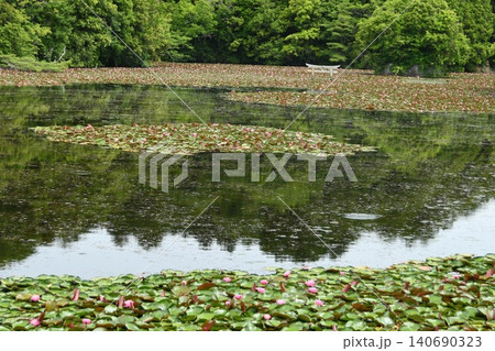 弁天池に咲く睡蓮花 弁天池に咲く睡蓮花 140690323