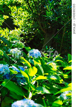 紫陽花 紫陽花 140690393